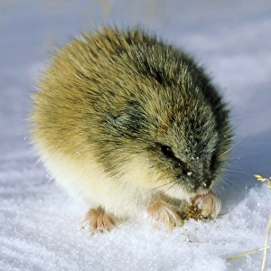 Siberian Lemming - adult in winter; feeds on dwarf