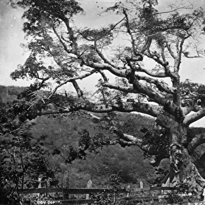 Silk Cotton tree, St. Thomas, West Indies 1873