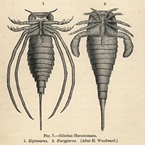 Silurian merostomata or sea scorpions