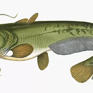 W Collection: Wels Catfish