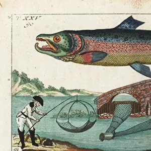 Silver or Atlantic salmon and fishing methods