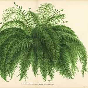 Silverback fern, Pityrogramma schizophylla