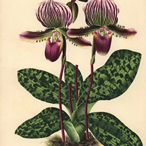 Sir Trevor Lawrences Cypripedium orchid