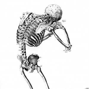 Skeleton from Behind