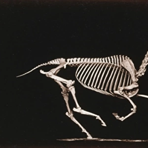 Skeleton of horse. Running. Contact with the ground