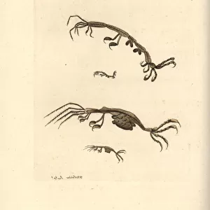 Skeleton shrimp, Caprella linearis