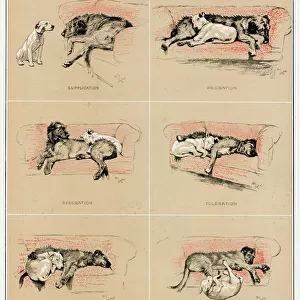 Terrier Framed Print Collection: Bull Terrier