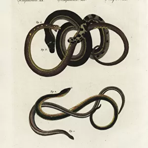 Slow worm, glass lizard and yellowbelly sea snake