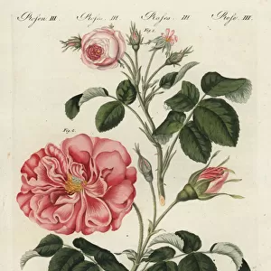 Small pink centifolia rose and Frankfort rose