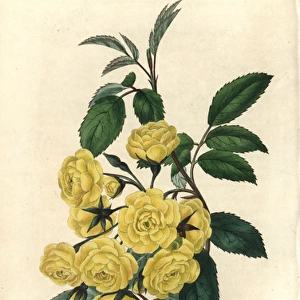 Many small yellow roses, Lady Banks rose, Rosa