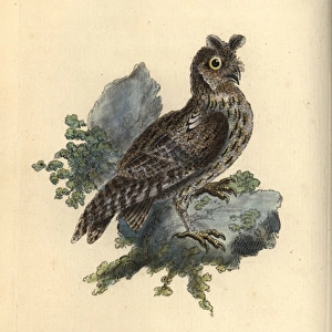 Smaller pencilled or Siberian eared owl, Strix pulchella