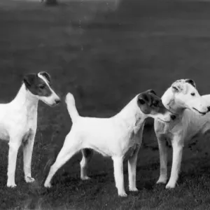 Fox Terrier Smooth