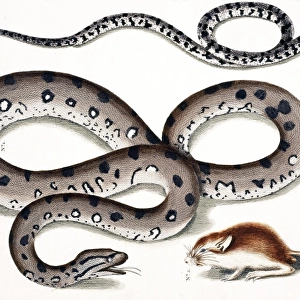 Snake and rodent by Albertus Seba