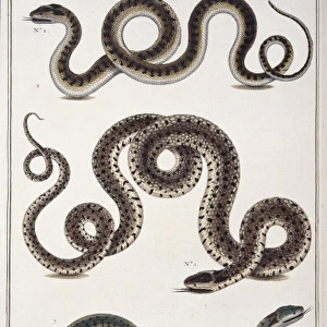 Snakes by Albertus Seba