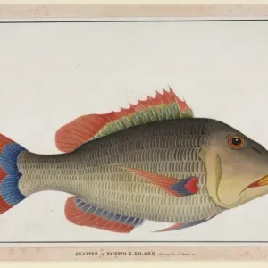 Snapper Fish Print, Norfolk Island, 1790