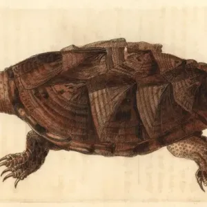 Snapping Turtle Print, Chelydra serpentina, 1812 Engraving