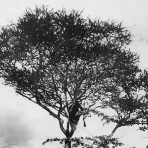 Tanzania Collection: Morogoro