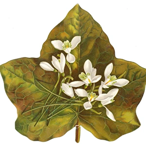 Snowdrops on a green leaf on a Victorian scrap