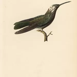 Hummingbirds Collection: Sombre Hummingbird