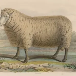 Southdown Ram Print, Glynde Estate, Sussex Southdown Ram Print, Glynde Estate, Sussex