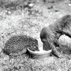 Spaniel and Hedgehog Print, 1950s Spaniel and Hedgehog Print, 1950s