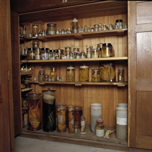 Specimen jars containing crustaceans