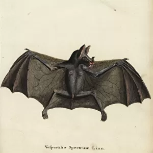 Spectral bat or false vampire bat, Vampyrum spectrum