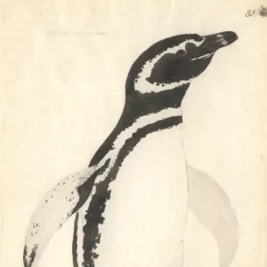 Penguins Collection: Magellanic