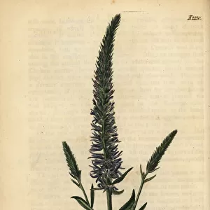 Spiked speedwell; Veronica spicata subsp. orchidea