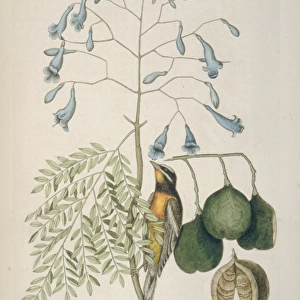 Spindalis zena, stripe-headed tanager