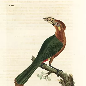 Spot-billed toucanet, Selenidera maculirostris, female