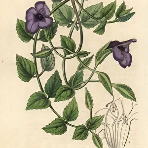 Spotless violet torenia, Torenia concolor