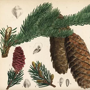 Spruce fir or Norway spruce, Picea abies