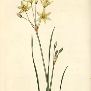 St Bernards lily, Anthericum liliago