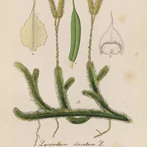 Stag s-horn clubmoss, Lycopodium clavatum