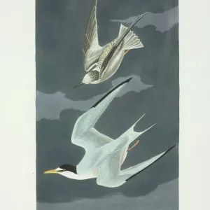 Least Tern Print, Plate 319 from Birds of America (1835-38)