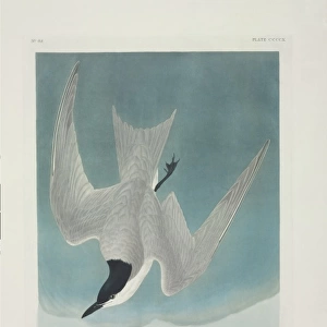 Sterna nilotica, gull-billed tern