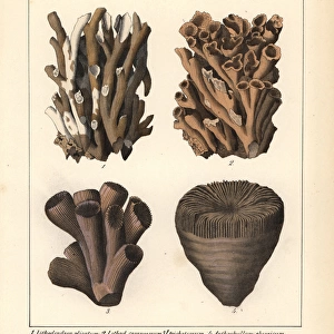 Stony coral fossils: Lithodendron and Anthophyllum species