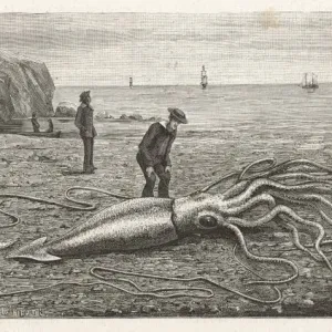 Stranded Architeuthis Princeps Print, 1883 Stranded Architeuthis Princeps Print, 1883