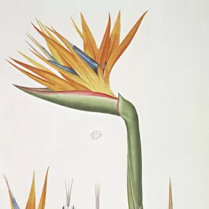 Strelitzia reginae, bird of paradise