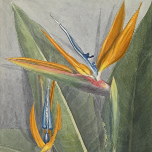 Strelitzia reginae, bird of paradise flower