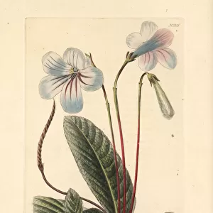 Streptocarpus rexii