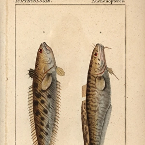 Striped weever, Trachinus lineolatus, and ling