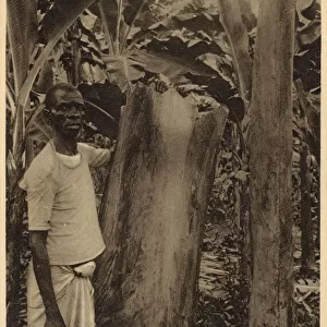 Stripping the bark from the barkcloth tree, Uganda
