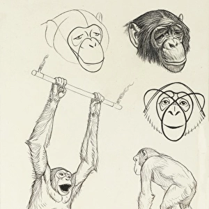 Studies of chimpanzees