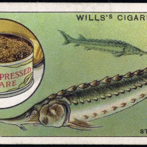 Sturgeon and Caviar Print: Ocean-Dwelling Fish with Canned Eggs Sturgeon and Caviar Print: Ocean-Dwelling Fish with Canned Eggs