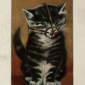 Suffragette, Cat In Muzzle, the Vote