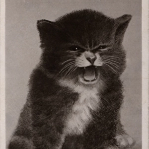 Suffragette Kitten I Want My Vote