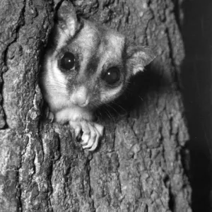 Northern Glider