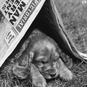 Susi - dozing under a newspaper